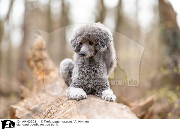 Kleinpudel auf Baumstamm / standard poodle on tree trunk / AH-03552