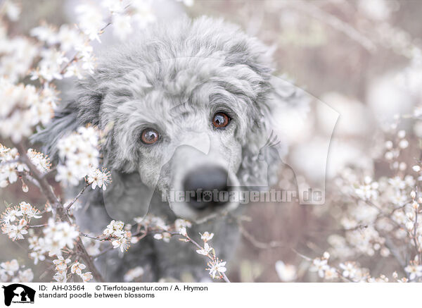 standard poodle between blossoms / AH-03564