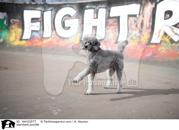 Kleinpudel / standard poodle / AH-03577