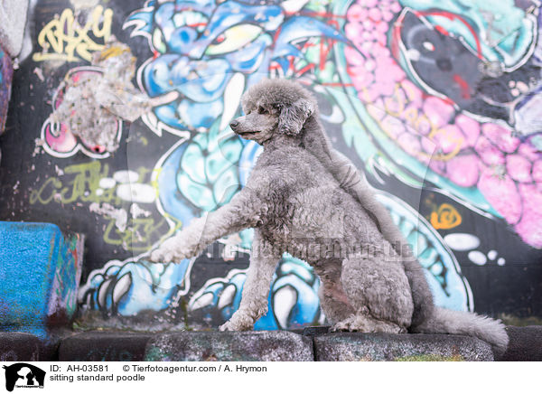 sitzender Kleinpudel / sitting standard poodle / AH-03581