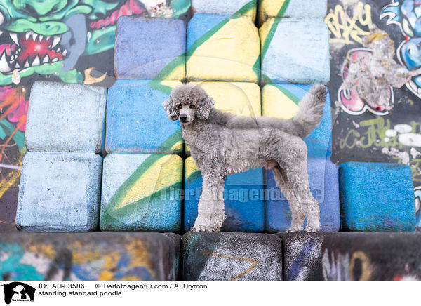 stehender Kleinpudel / standing standard poodle / AH-03586