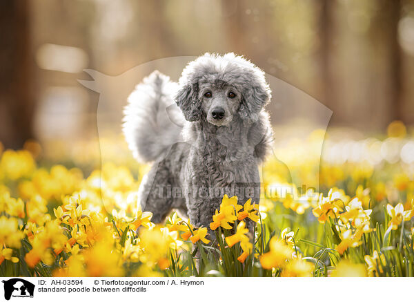standard poodle between diffodils / AH-03594