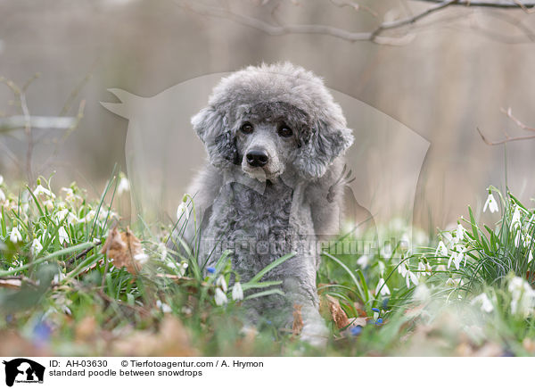 Kleinpudel zwischen Schneeglckchen / standard poodle between snowdrops / AH-03630