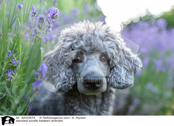 Kleinpudel zwischen Lavendel / standard poodle between lavender / AH-03678
