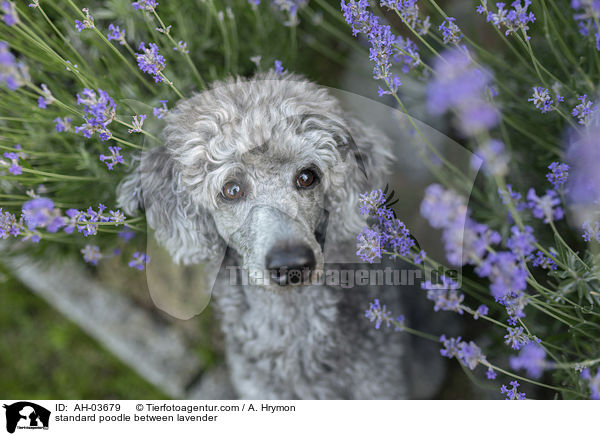 Kleinpudel zwischen Lavendel / standard poodle between lavender / AH-03679