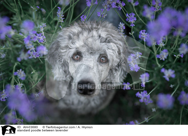 Kleinpudel zwischen Lavendel / standard poodle between lavender / AH-03680