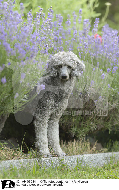 Kleinpudel zwischen Lavendel / standard poodle between lavender / AH-03684