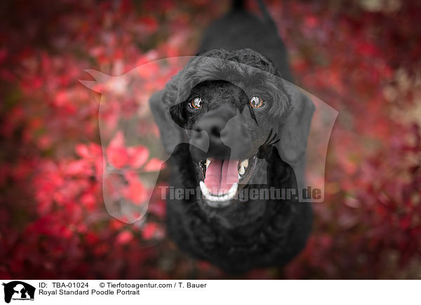 Kleinpudel Portrait / Royal Standard Poodle Portrait / TBA-01024