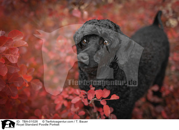 Kleinpudel Portrait / Royal Standard Poodle Portrait / TBA-01026