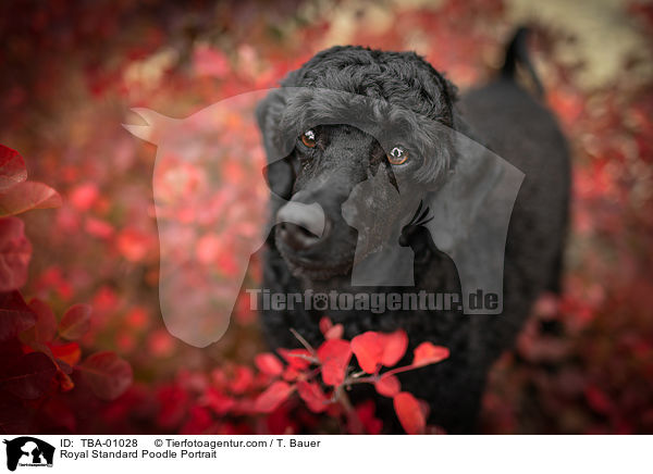 Kleinpudel Portrait / Royal Standard Poodle Portrait / TBA-01028