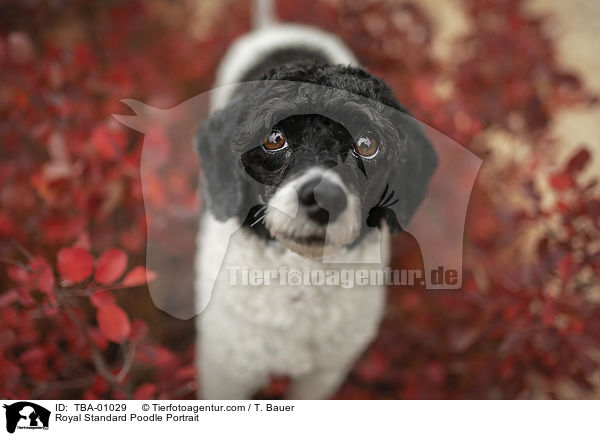 Kleinpudel Portrait / Royal Standard Poodle Portrait / TBA-01029