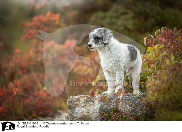Kleinpudel / Royal Standard Poodle / TBA-01038