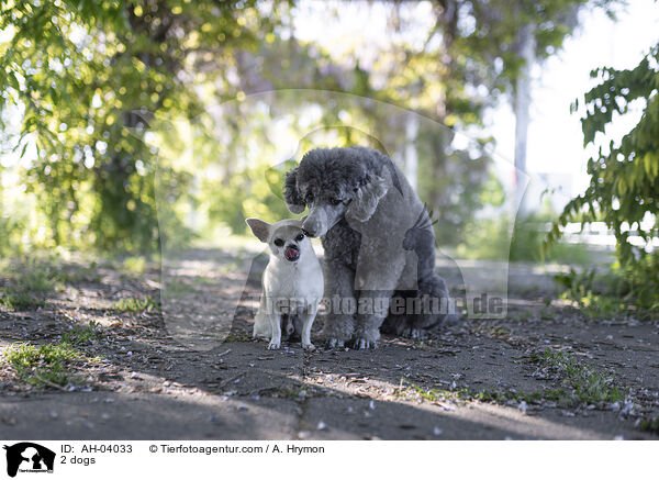 2 Hunde / 2 dogs / AH-04033
