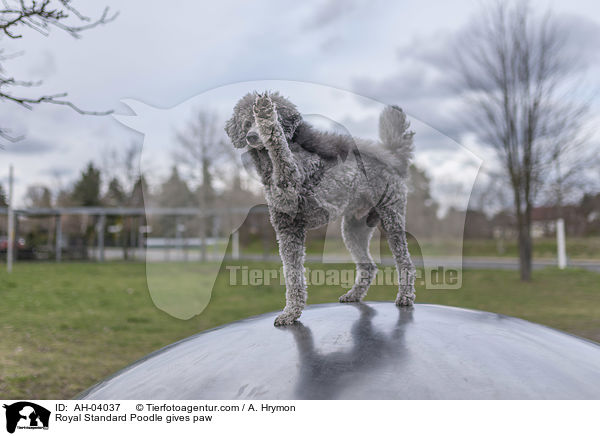 Kleinpudel gibt Pftchen / Royal Standard Poodle gives paw / AH-04037