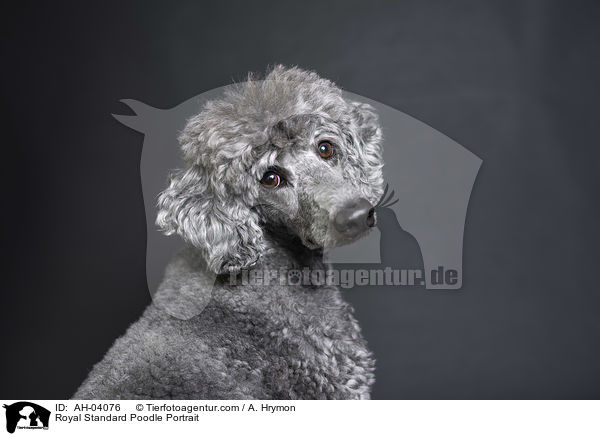 Kleinpudel Portrait / Royal Standard Poodle Portrait / AH-04076