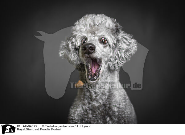 Royal Standard Poodle Portrait / AH-04079