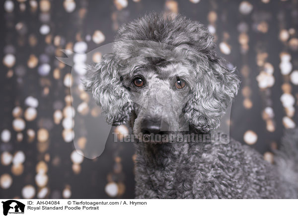 Kleinpudel Portrait / Royal Standard Poodle Portrait / AH-04084