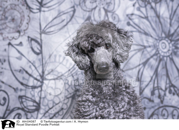 Kleinpudel Portrait / Royal Standard Poodle Portrait / AH-04087