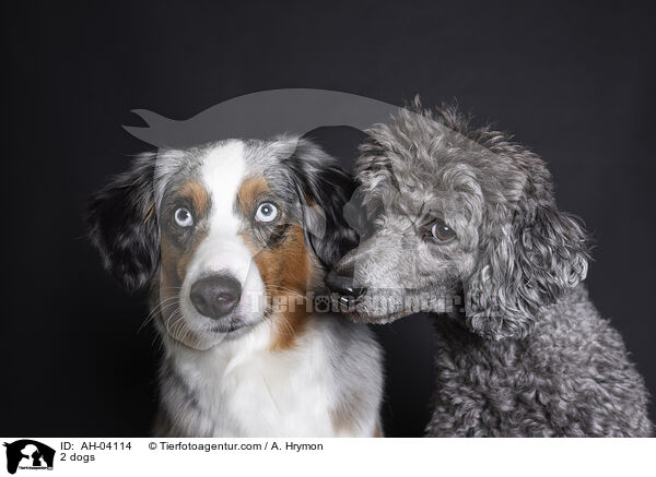 2 Hunde / 2 dogs / AH-04114