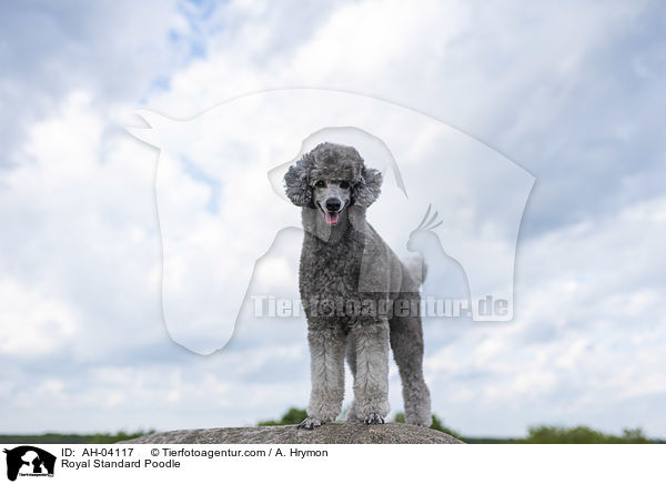 Kleinpudel / Royal Standard Poodle / AH-04117