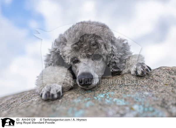 liegender Kleinpudel / lying Royal Standard Poodle / AH-04129