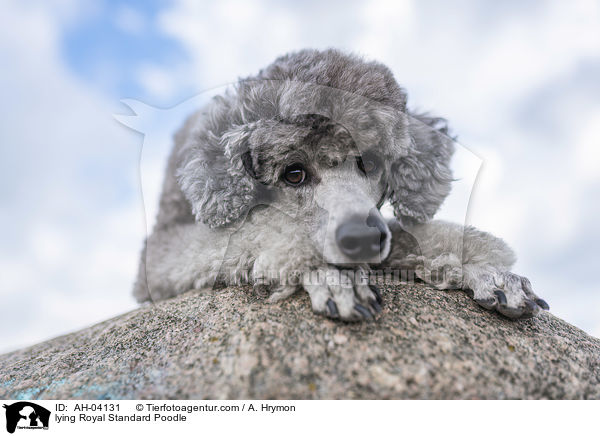 liegender Kleinpudel / lying Royal Standard Poodle / AH-04131