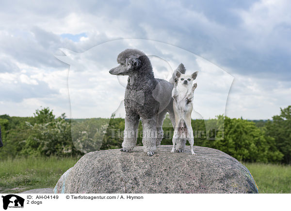 2 Hunde / 2 dogs / AH-04149