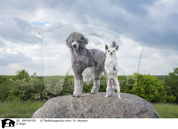 2 Hunde / 2 dogs / AH-04150