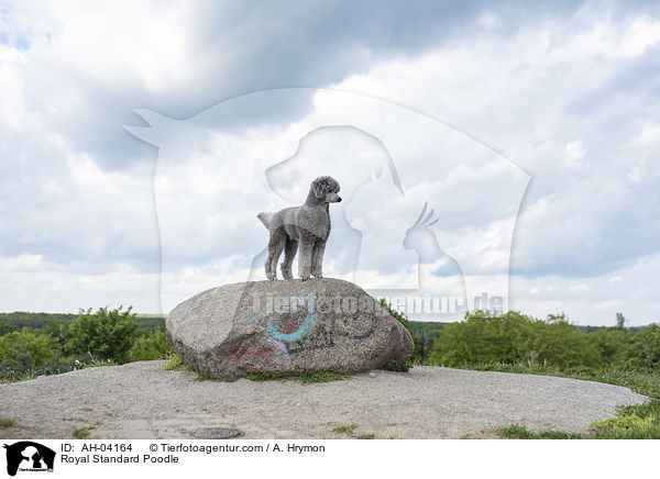 Kleinpudel / Royal Standard Poodle / AH-04164