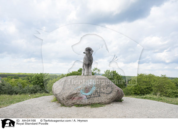 Kleinpudel / Royal Standard Poodle / AH-04166