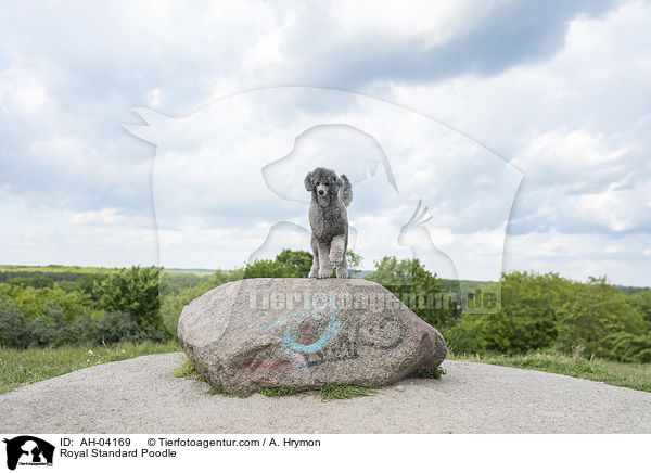 Kleinpudel / Royal Standard Poodle / AH-04169