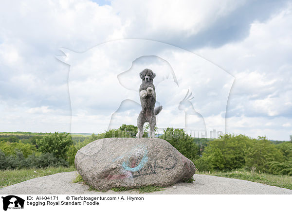 begging Royal Standard Poodle / AH-04171