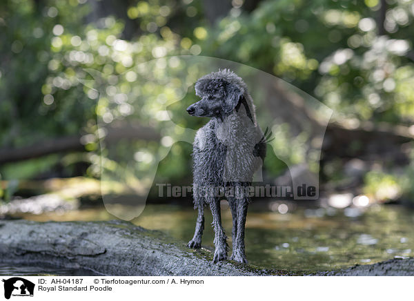 Kleinpudel / Royal Standard Poodle / AH-04187