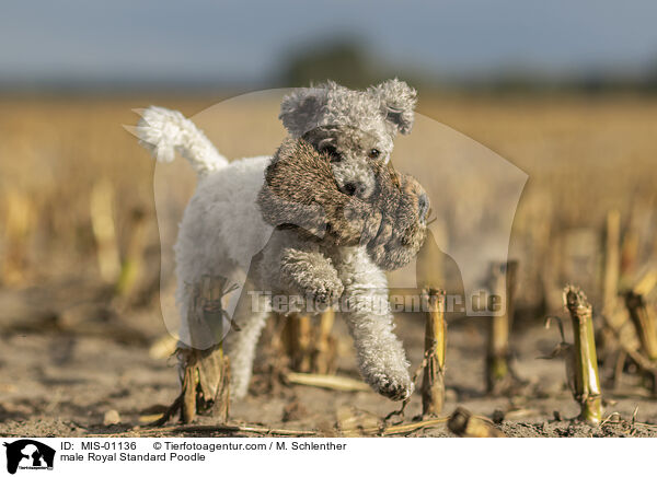 male Royal Standard Poodle / MIS-01136