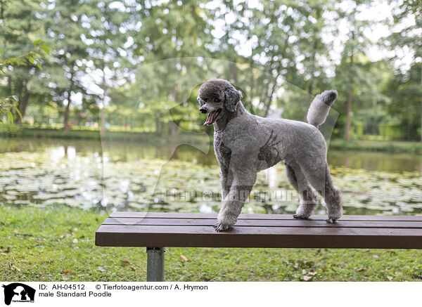 Kleinpudel Rde / male Standard Poodle / AH-04512