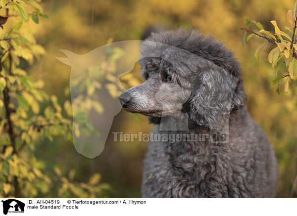 Kleinpudel Rde / male Standard Poodle / AH-04519