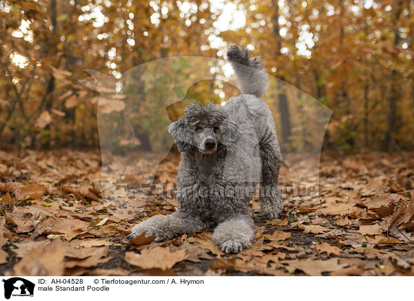 Kleinpudel Rde / male Standard Poodle / AH-04528