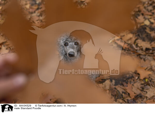Kleinpudel Rde / male Standard Poodle / AH-04529