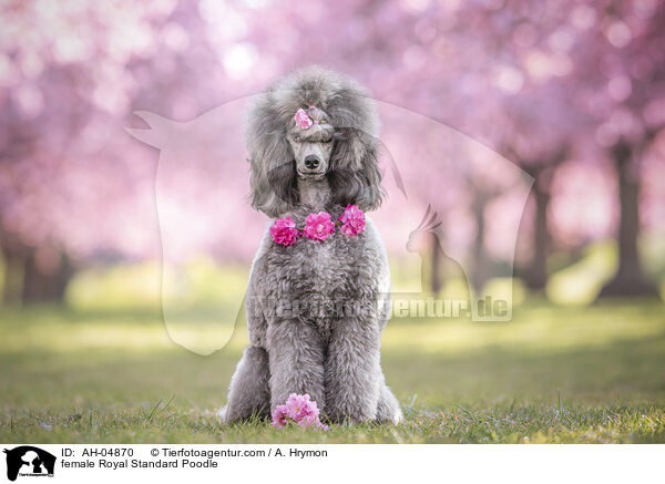 Kleinpudel Hndin / female Royal Standard Poodle / AH-04870