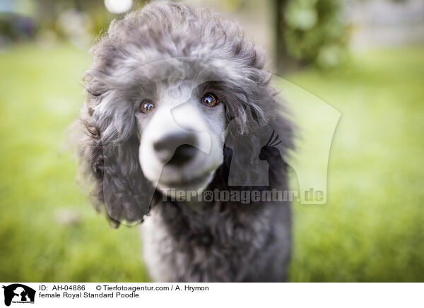 female Royal Standard Poodle / AH-04886