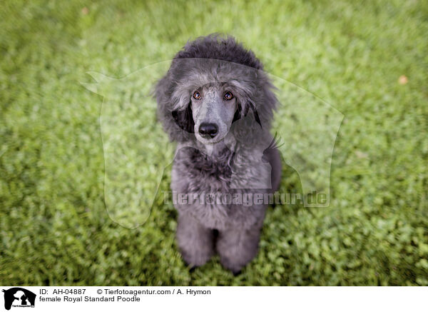 Kleinpudel Hndin / female Royal Standard Poodle / AH-04887