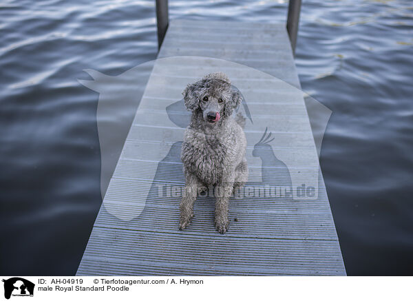 Kleinpudel Rde / male Royal Standard Poodle / AH-04919