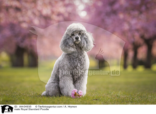 Kleinpudel Rde / male Royal Standard Poodle / AH-04935