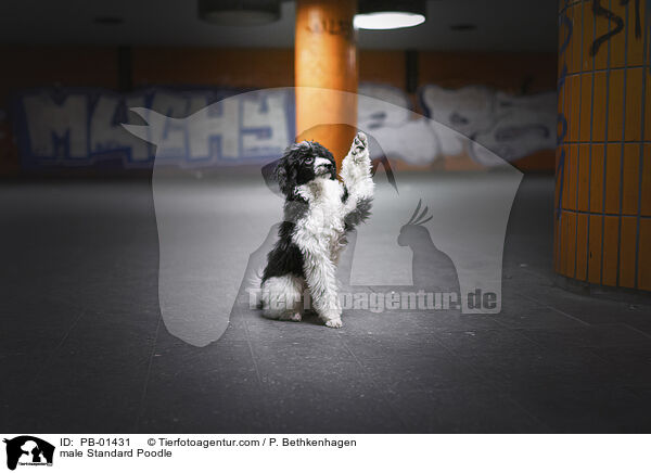 Kleinpudel Rde / male Standard Poodle / PB-01431