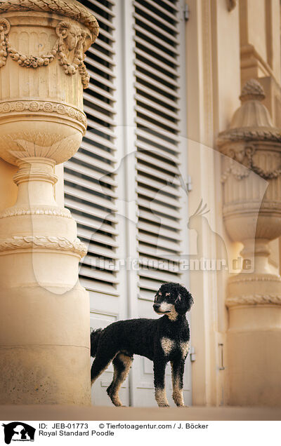 Kleinpudel / Royal Standard Poodle / JEB-01773