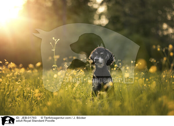 ausgewachsener Kleinpudel / adult Royal Standard Poodle / JEB-01783