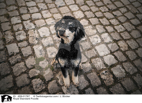 Kleinpudel / Royal Standard Poodle / JEB-01787
