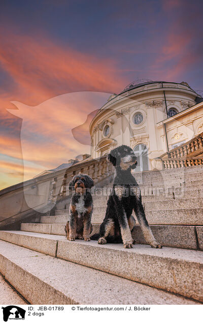 2 Hunde / 2 dogs / JEB-01789