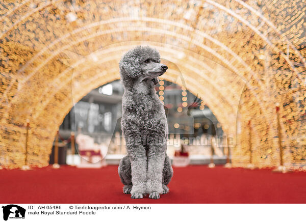 Kleinpudel Rde / male Royal Standard Poodle / AH-05486