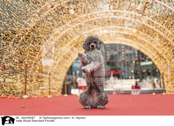 Kleinpudel Rde / male Royal Standard Poodle / AH-05487